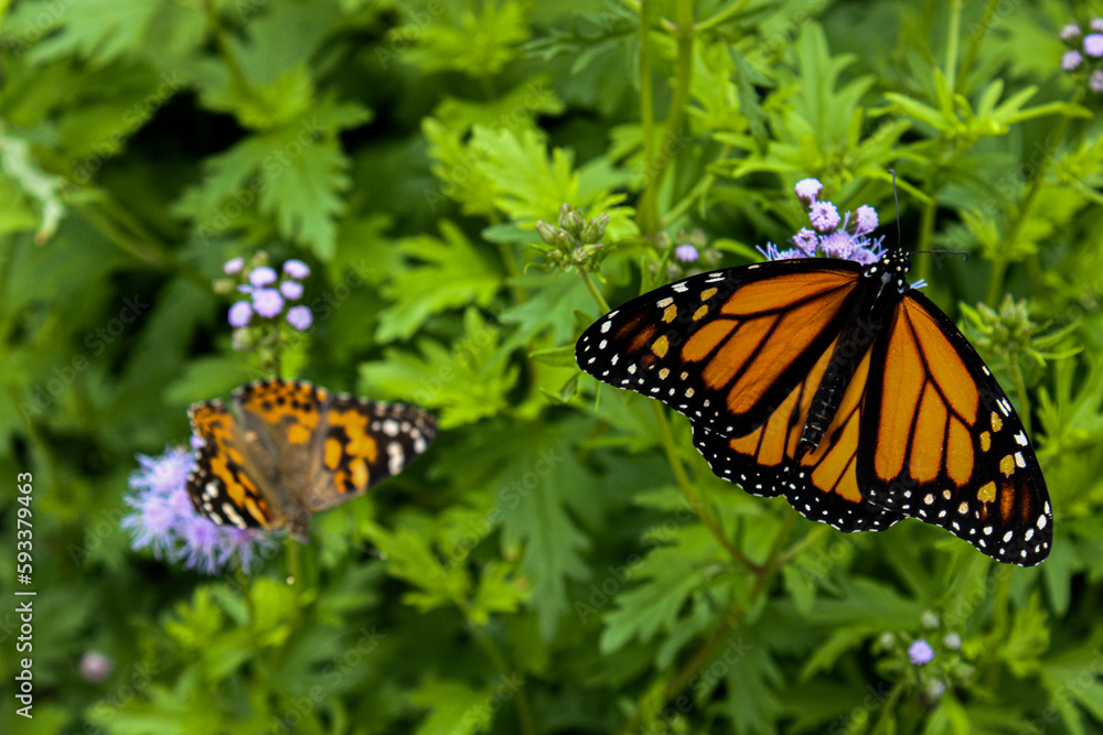 Fototapeta premium Monarchs on Flowers
