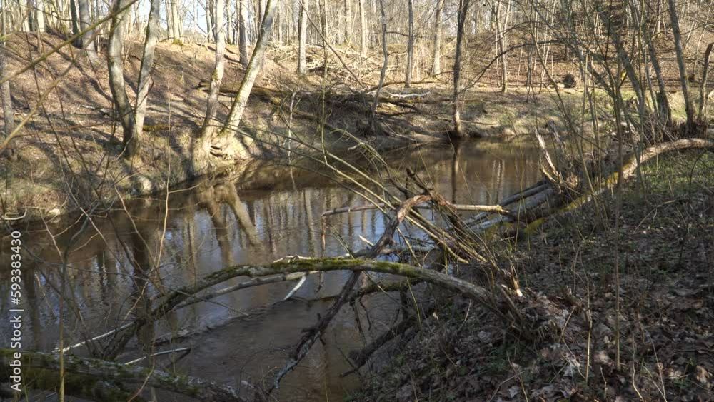A calm stream of a small river in early spring on a sunny day. Springtime waters flow in a wooded environment. Wild nature view in a forest from the riverside with natural sounds. 