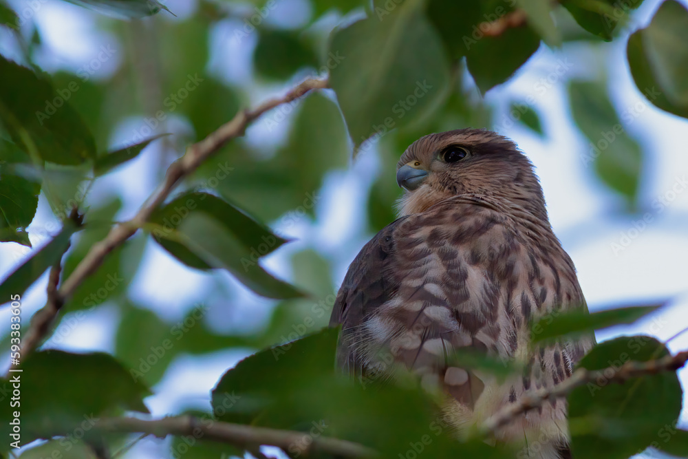 Merlin intently watching its surroundings in the Grassland region of Alberta Merlin intently watching its surroundings in the Grassland region of Alberta