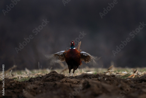 Common pheasant during cold morning. Phasianus colchicus are fighting during mating time. Pheasant with blue head and brown body. Common pheasant next to the Konopiště castle. European nature. photo