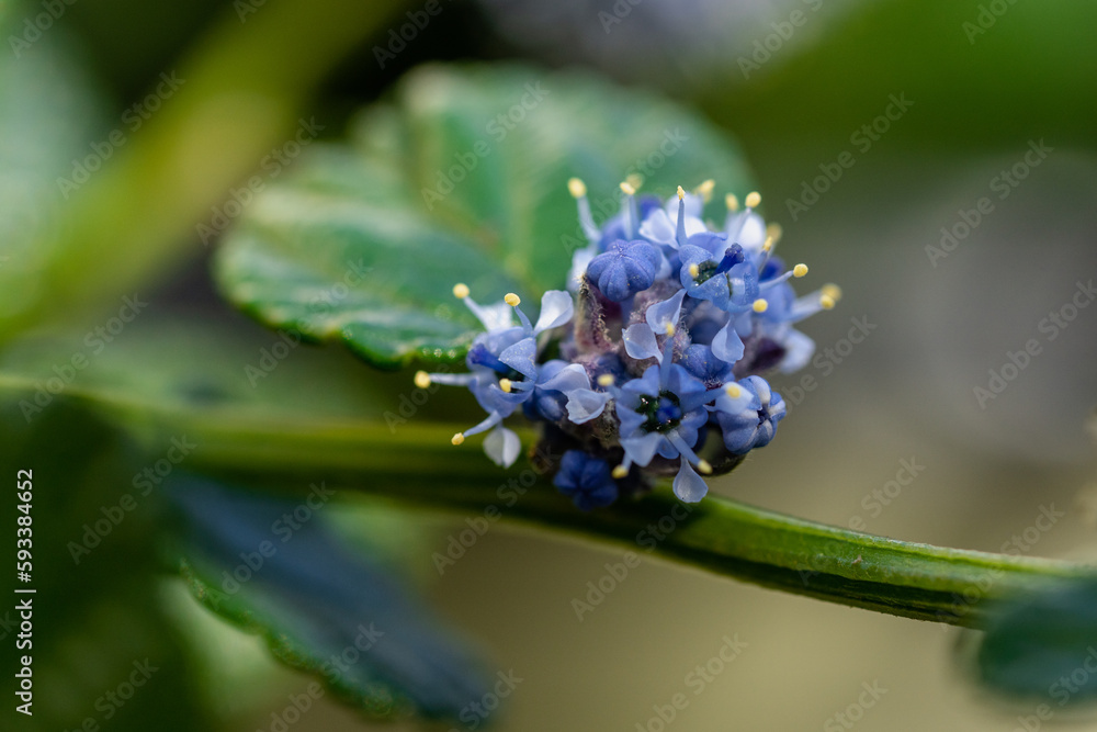 The Exquisite, stunning, vibrant, delicate, alluring Flowers.
