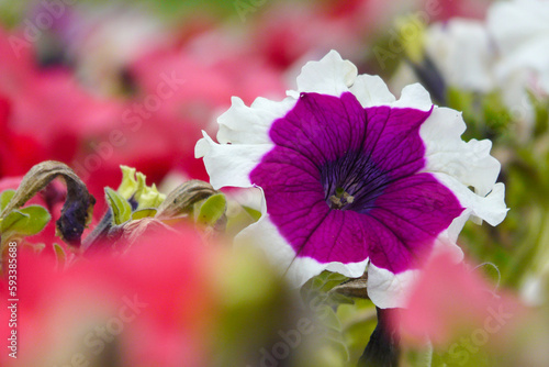 Beautyfull purple flower in a colofull garden photo