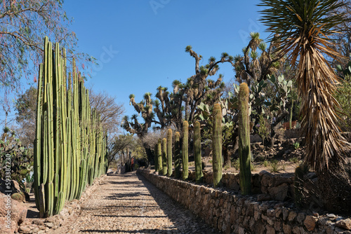 Invernadero de cactus en cadereyta Queretaro México photo