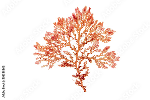 Red seaweed or rhodophyta branch isolated transparent png. Red algae.
 photo
