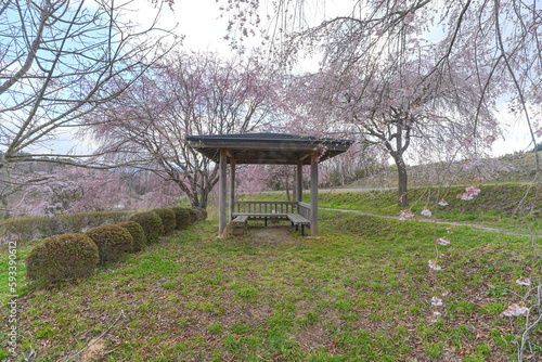合戦場の枝垂れ桜