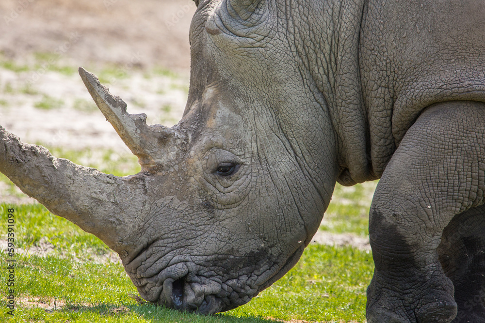 Obraz premium Close up view of a rhino in nature