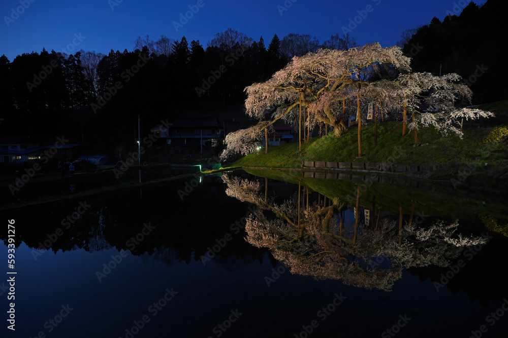 中島の地蔵桜 中島の地蔵桜