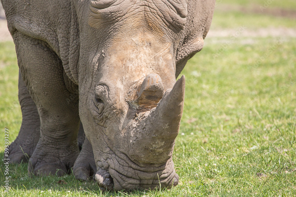 Obraz premium Close up view of a rhino in nature