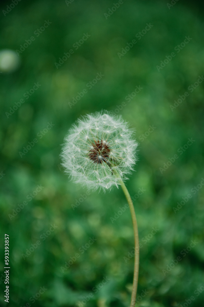 White autumn dandelion flower seed on a green background. Dandelion ready to spread seeds in wind. Close up view of dandelion seeds 
