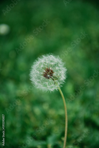 White autumn dandelion flower seed on a green background. Dandelion ready to spread seeds in wind. Close up view of dandelion seeds  