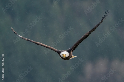 Bald Eagle In-Flight