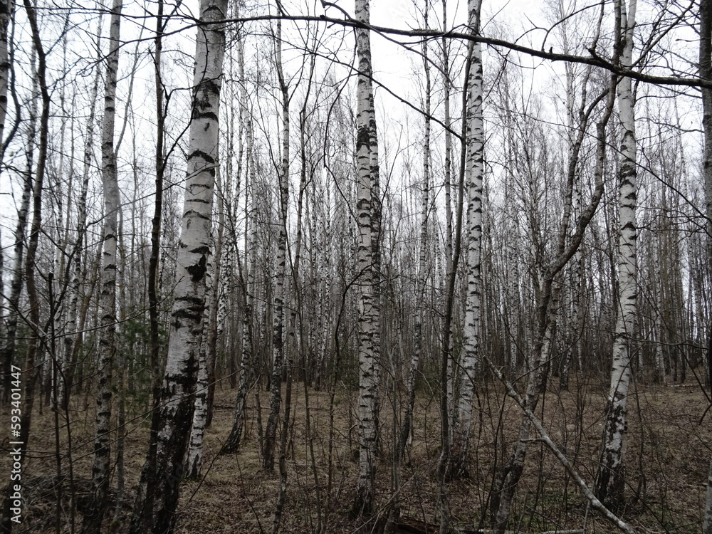 Birch grove in the forest
