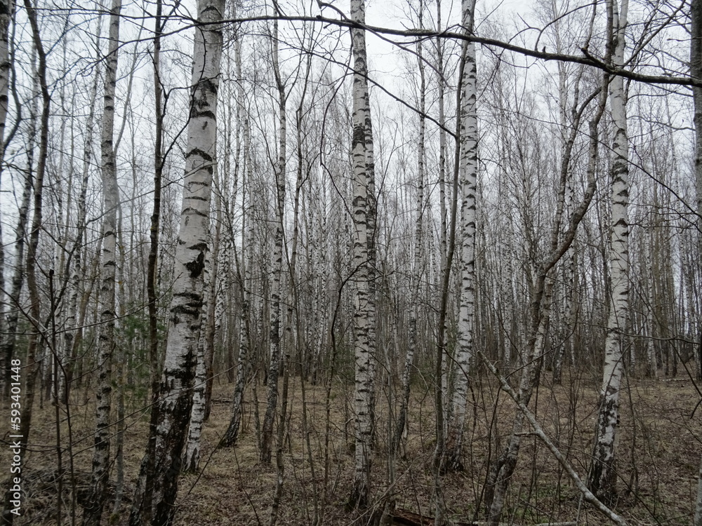 Fototapeta premium Birch grove in the forest