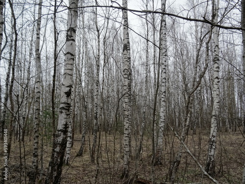 Birch grove in the forest