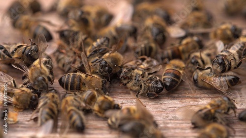 Dead bees in the hive. Colony Collapse Disorder. Starvation  pesticide exposure  pests and disease