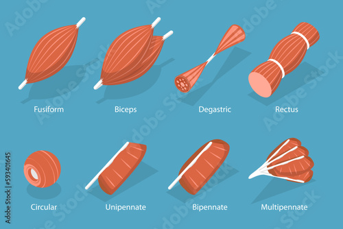 3D Isometric Flat Vector Set of Skeletal Fiber Muscle, Types of Tissue