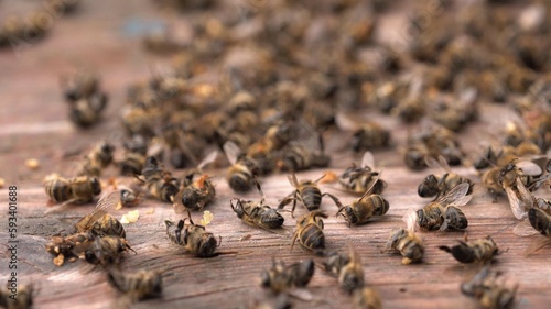 Photos Dead bees in the hive