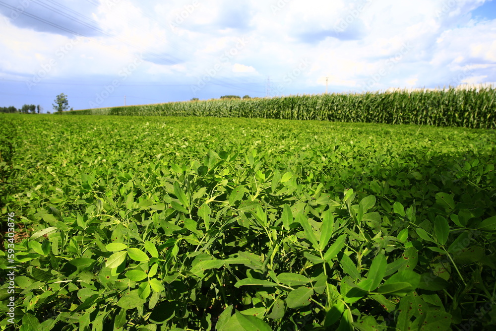 Peanut fields on the farm Peanut fields on the farm