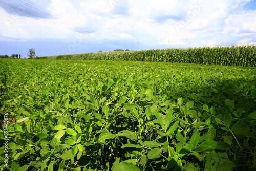 Peanut fields on the farm