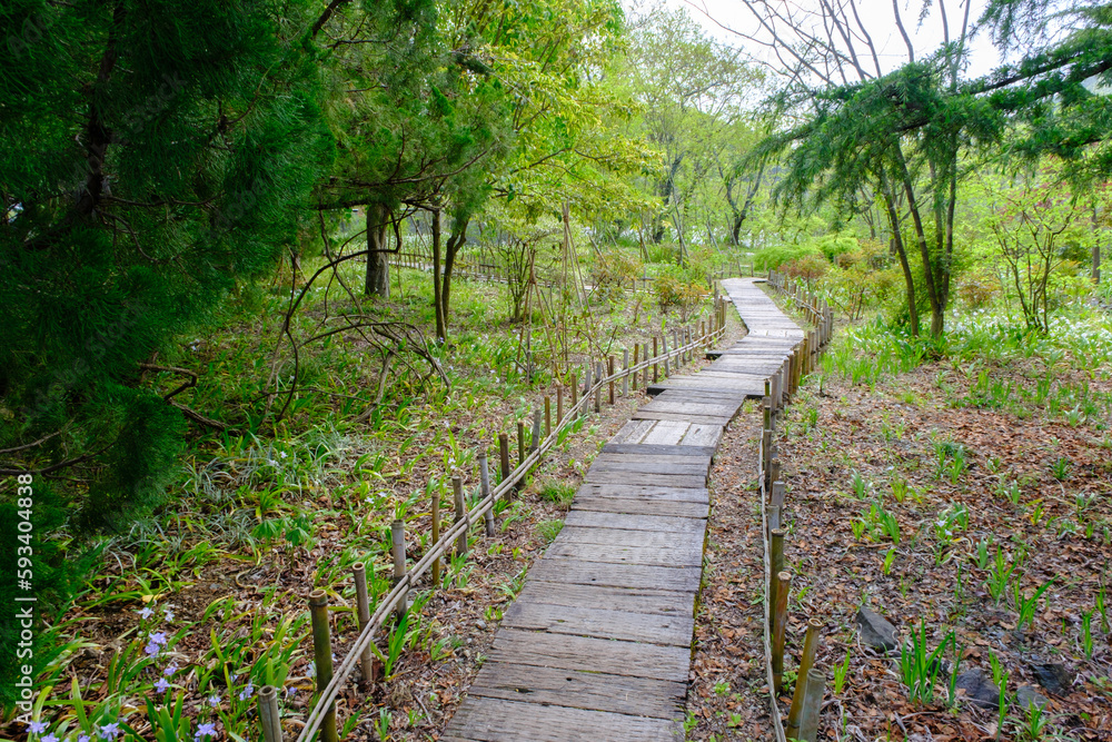 Obraz premium 春のローザンベリー多和田 イングリッシュガーデン