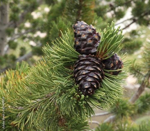 Whitebark Pine  Pinus albicaulis  cones in Beartooth Mountains  Wyoming