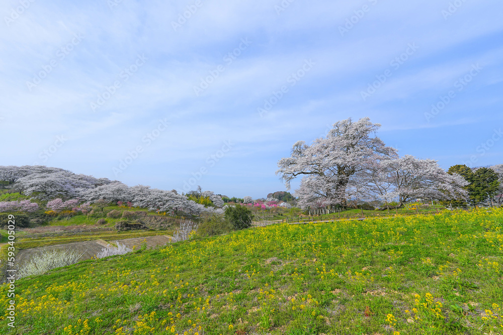 塩ノ崎の大桜