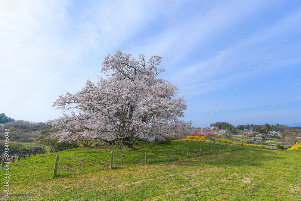 塩ノ崎の大桜 塩ノ崎の大桜
