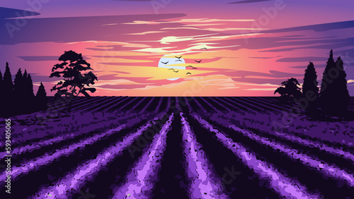 lavender field at sunset