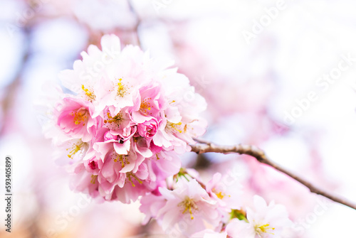 Spring background of beautiful magenta flowers. Selective focus of beautiful pink cherry blossoming.