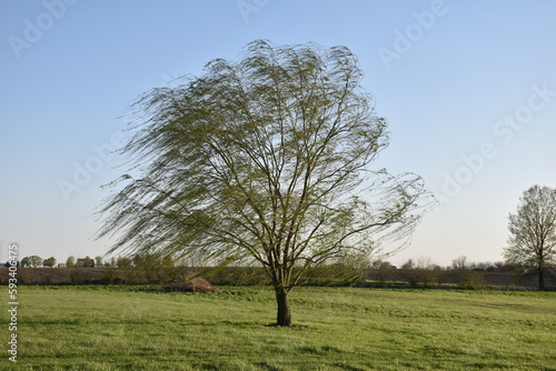 Weeping Willow Tree in a Field