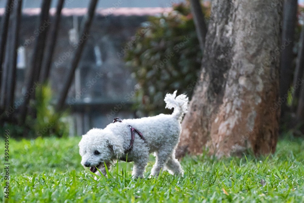 A poodle playing in a downtown square A poodle playing in a downtown square