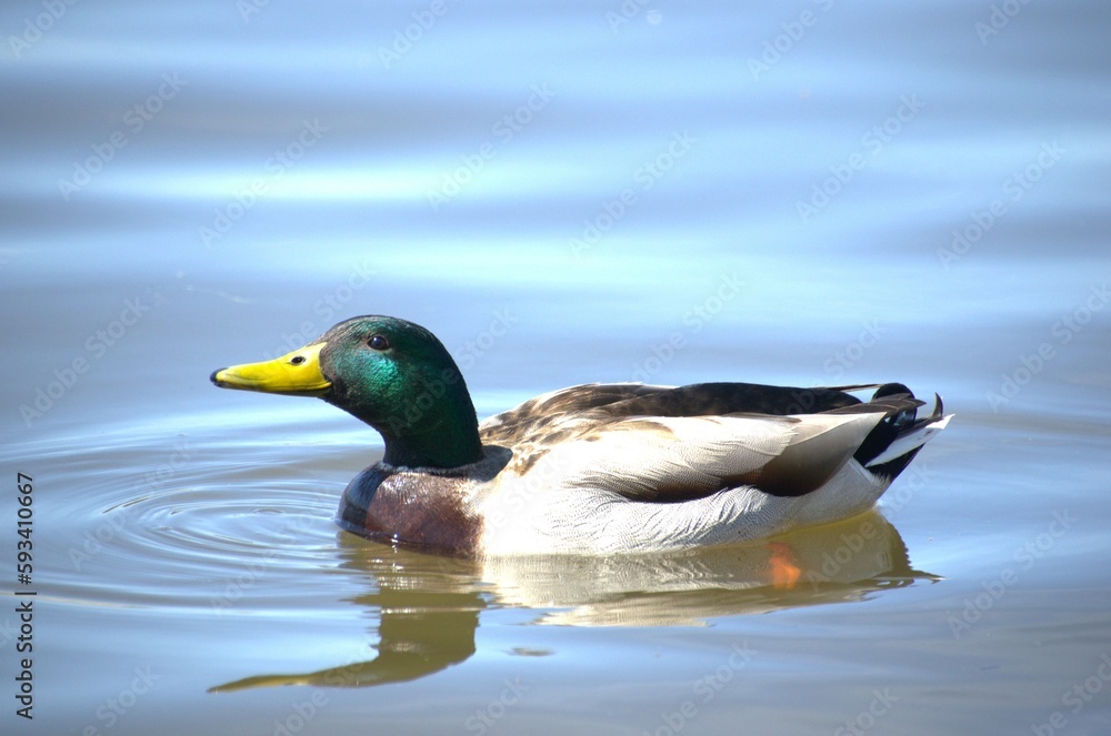 Male duck swimming on Fox River Male duck swimming on Fox River