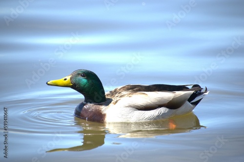 Male duck swimming on Fox River