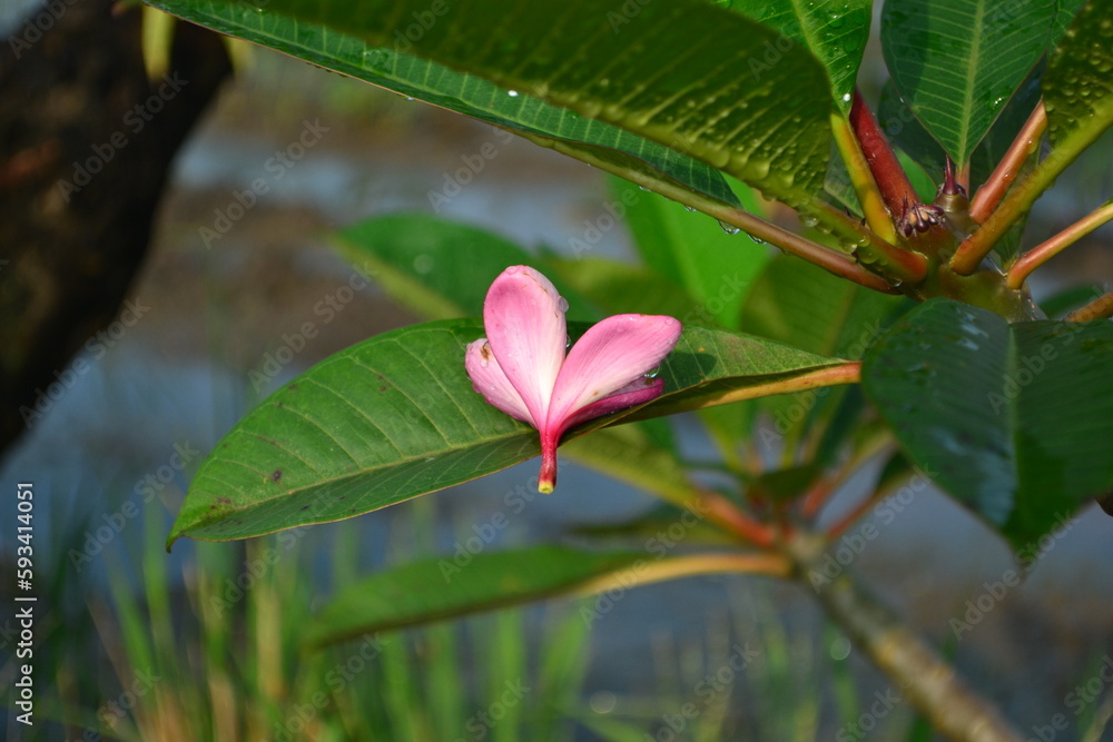 Obraz premium a frangipani flowers that fall on the leaves and are still wet with morning dew