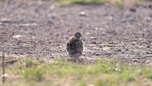Ave paloma limpiándose y caminando en cámara lenta