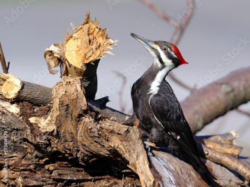 Woodpecker