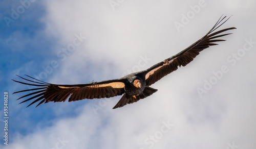 Mature female California Condor flies directly roward the viewer.