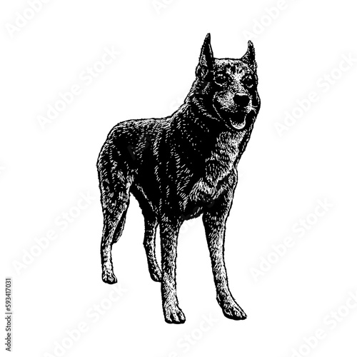 Alaskan Husky hand drawing vector isolated on background.