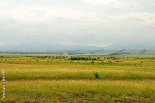 A large herd of cows graze in the endless steppe at the foot of a high ridge of hills with clouds covering the peaks.