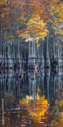Cypress Swamp Reflections	