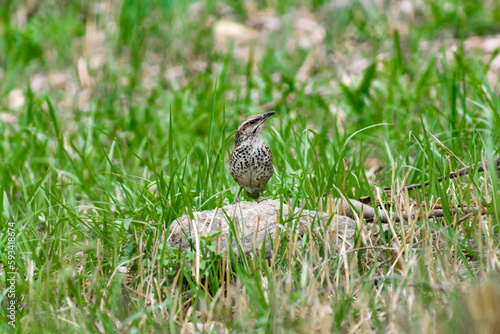 Pajarito mira
