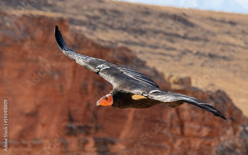 Adult female California Condor soars over red rock country in Northern Arizona.