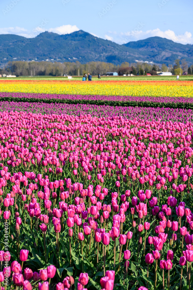 Spring tulip festival, colorful fields of tulips blooming on a sunny spring day with tourists in the background
