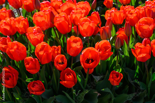 Closeup of bright red tulips glowing in the back light of the bright afternoon sun 