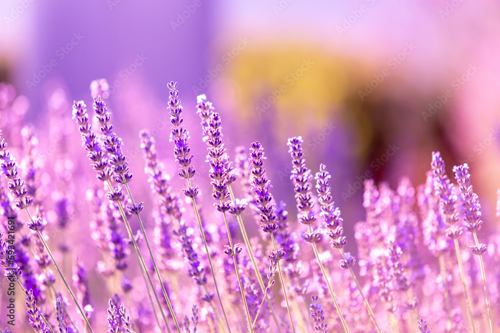 Obraz premium Lavender bushes closeup on sunset. Sunset gleam over purple flowers of lavender. Provence region of France.