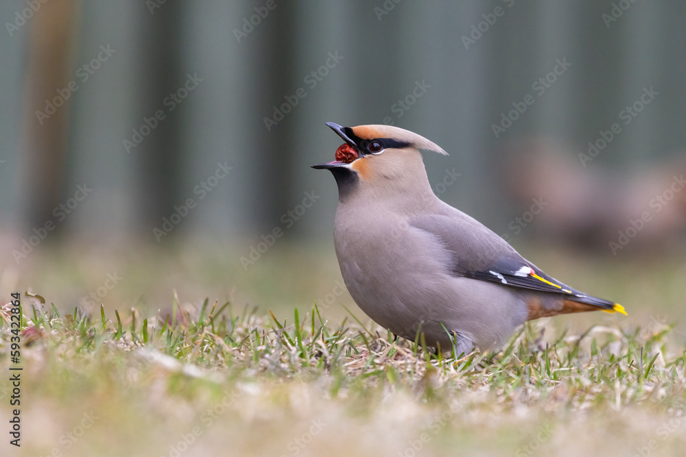 Obraz premium Bohemian waxwings (Bombycilla garrulus) in spring 