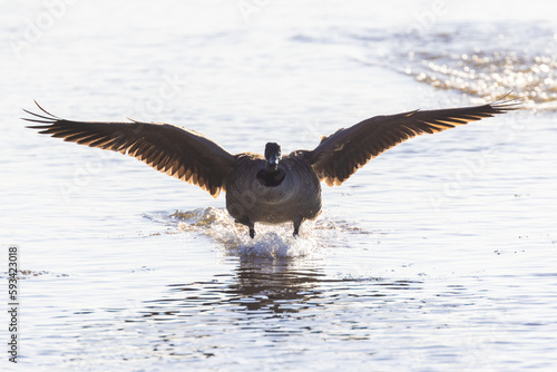 Canada goose (Branta canadensis) in spring landing