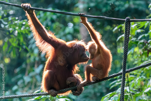 Canvas-taulu orangutans or pongo pygmaeus is the only asian great found on the island of Born