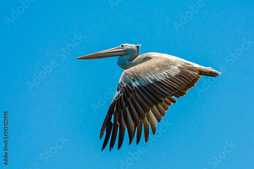 Bild auf Leinwand Spot billed pelican
