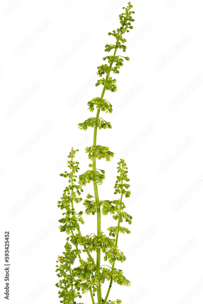 Horse sorrel, lat. Rumex confertus, isolated on white background
